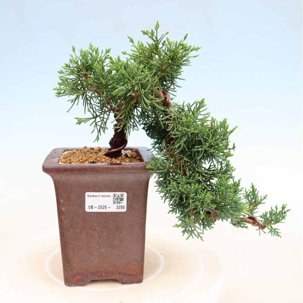 Bonsai voor buiten - Juniperus chinensis Kishu