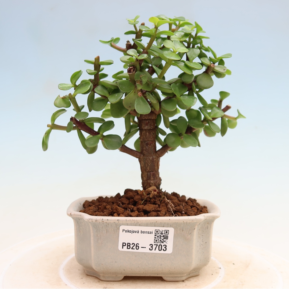 Kamerbonsai - Portulakaria Afra - Tlustice