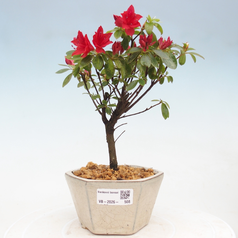 Bonsai voor buiten - Japanse azalea - Azalea sp.