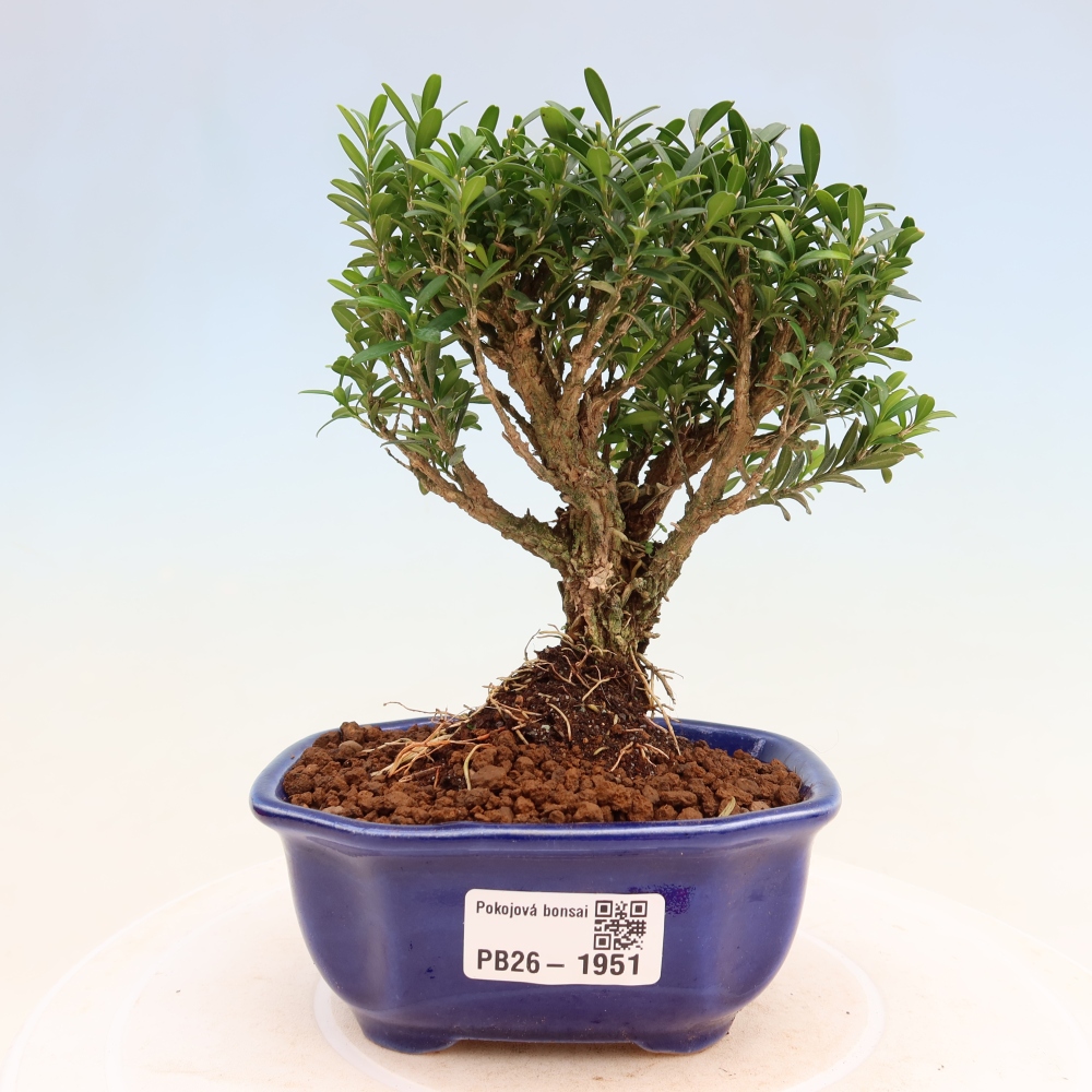 Kamerbonsai - Buxus harlandii - kurk buxus
