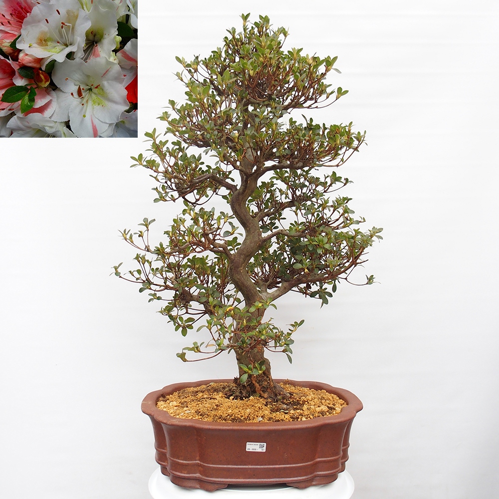 Bonsai voor buiten - Japanse Azalea - Azalea Sansei
