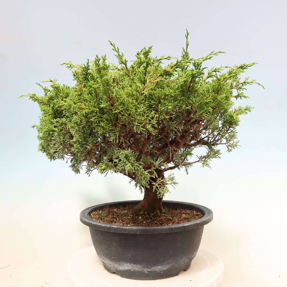 Bonsai voor buiten - Juniperus chinensis Itoigawa-Juniperus chinensis