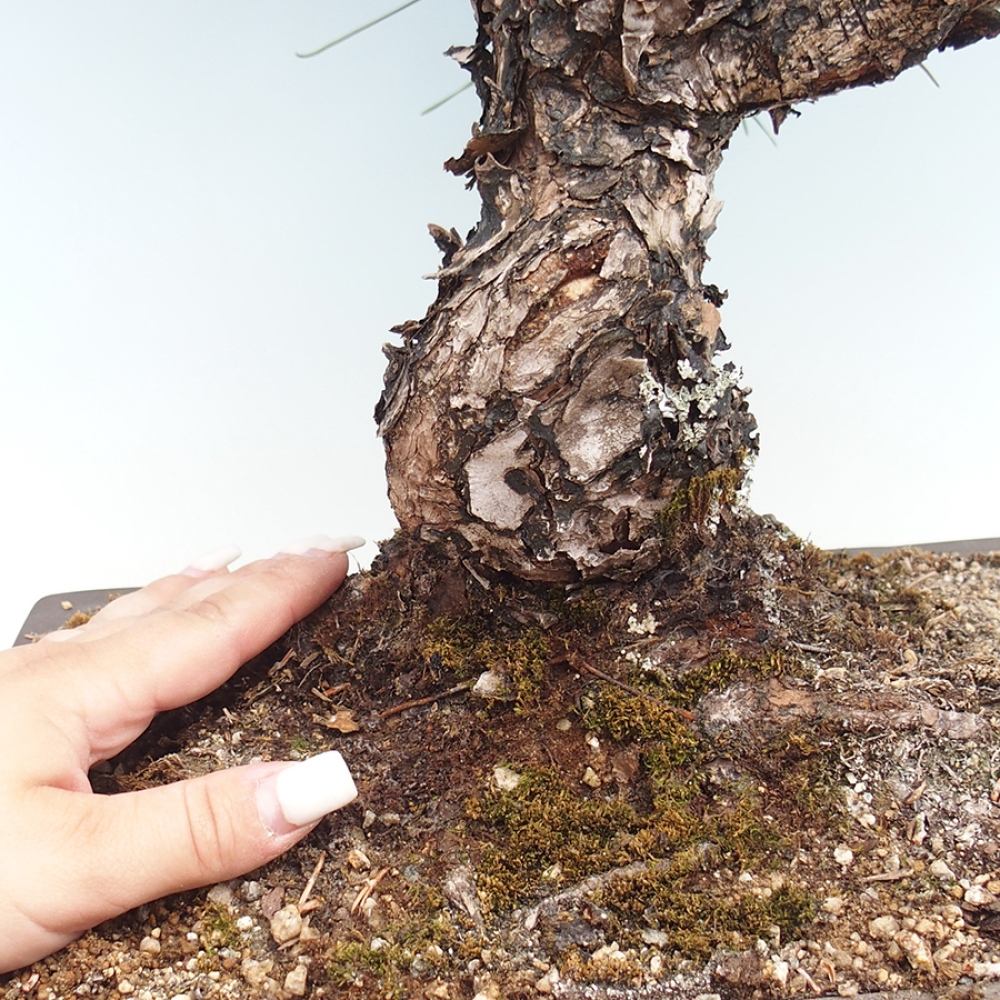 Bonsai voor buiten - Pinus thunbergii - Thunberg den
