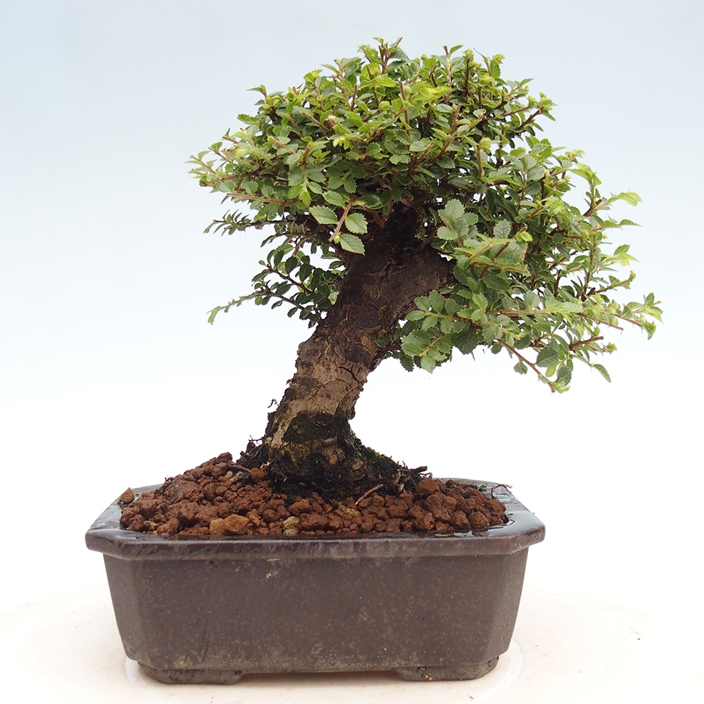 Bonsai voor buiten - Ulmus parvifolia Hokkaido - Chinese iep