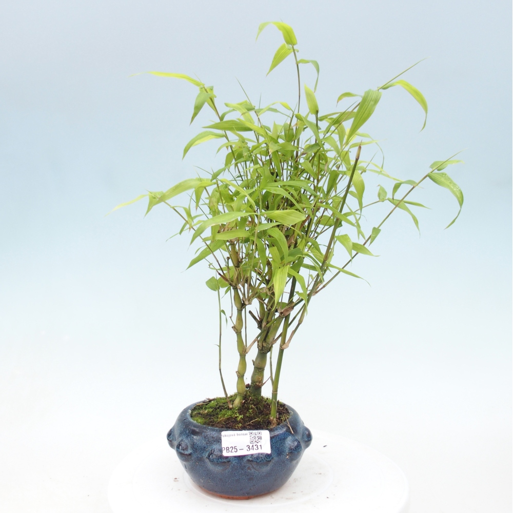 Kamerbonsai - Bamboe budha-Bamboe budha buik