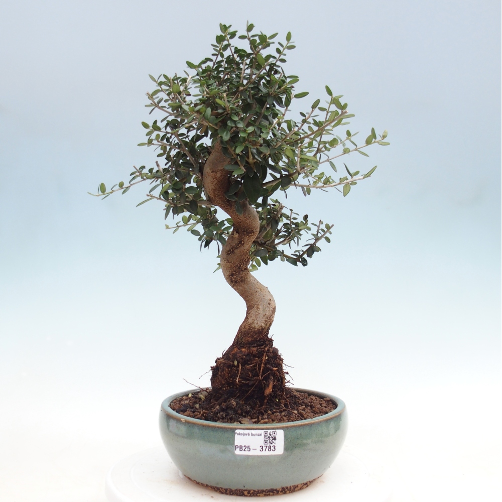 Bonsai voor binnen - Olea europaea sylvestris