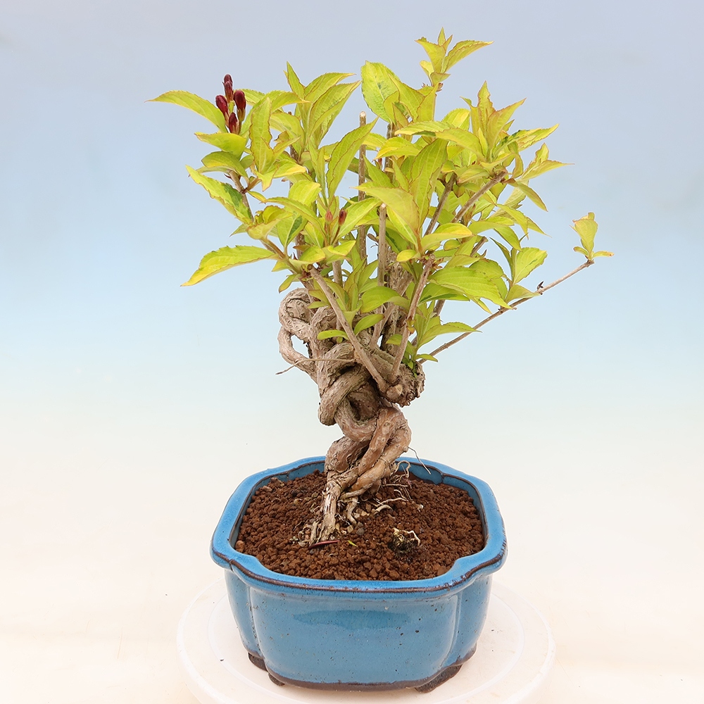 Buitenbonsai - Weigela subsessilis - Koreaanse weigela