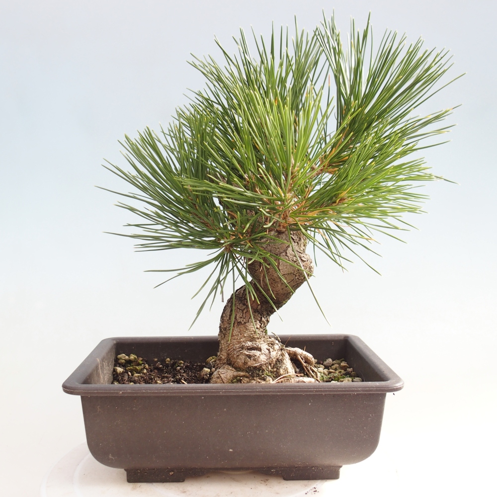 Bonsai voor buiten - Pinus thunbergii - Thunberg den