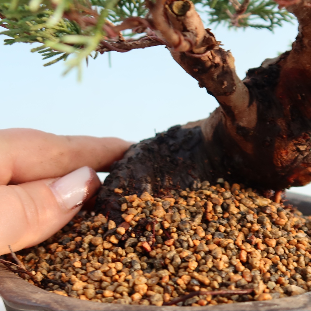 Bonsai voor buiten - Juniperus chinensis Itoigawa