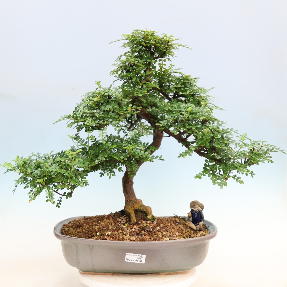 Kamerbonsai - Zantoxylum piperitum - peperboom