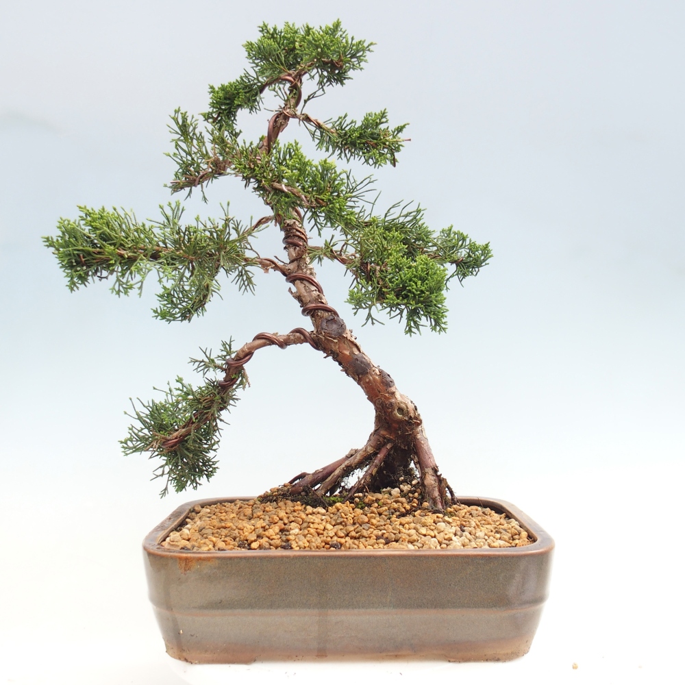 Bonsai voor buiten - Juniperus chinensis Kishu
