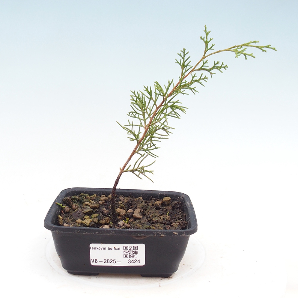 Bonsai voor buiten - Juniperus chinensis Itoigawa