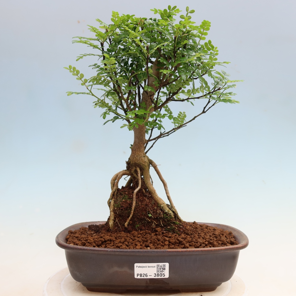 Kamerbonsai - Zantoxylum piperitum - peperboom