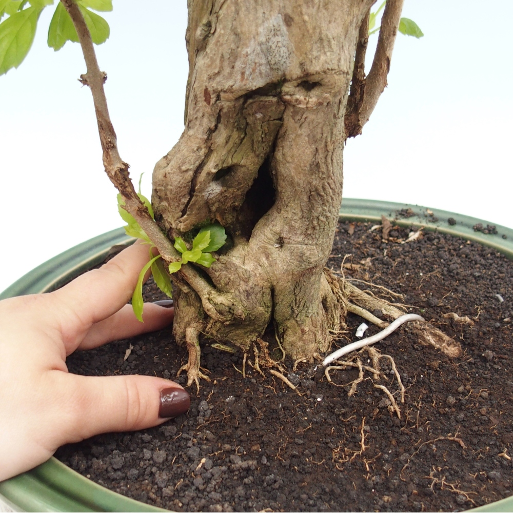 Kamerbonsai - Duranta erecta Aurea - UITSLUITEND PERSOONLIJK AFHALEN of palletvervoer