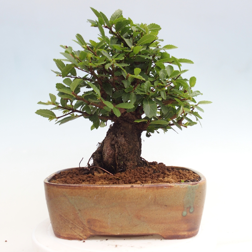 Bonsai voor buiten - Zelkova - Zelkova NIRE