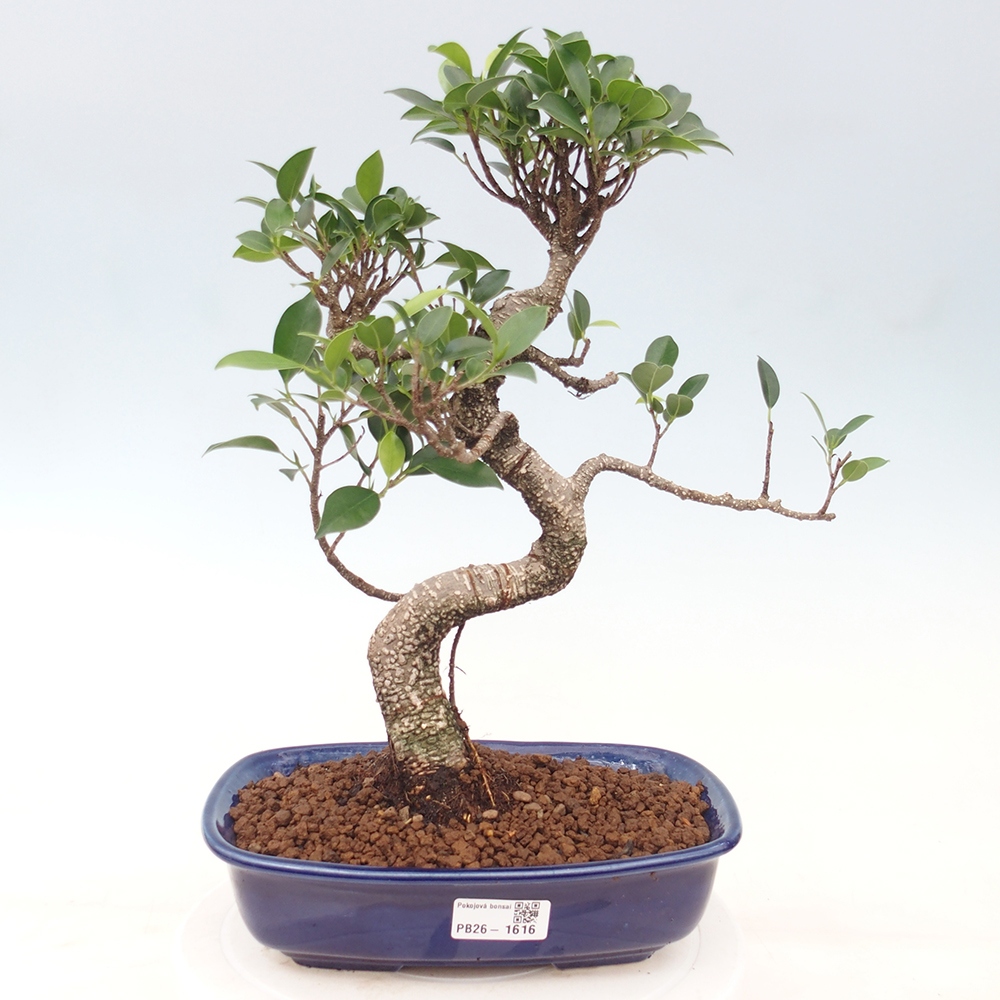 Kamerbonsai - Ficus kimmen - kleinbladige ficus