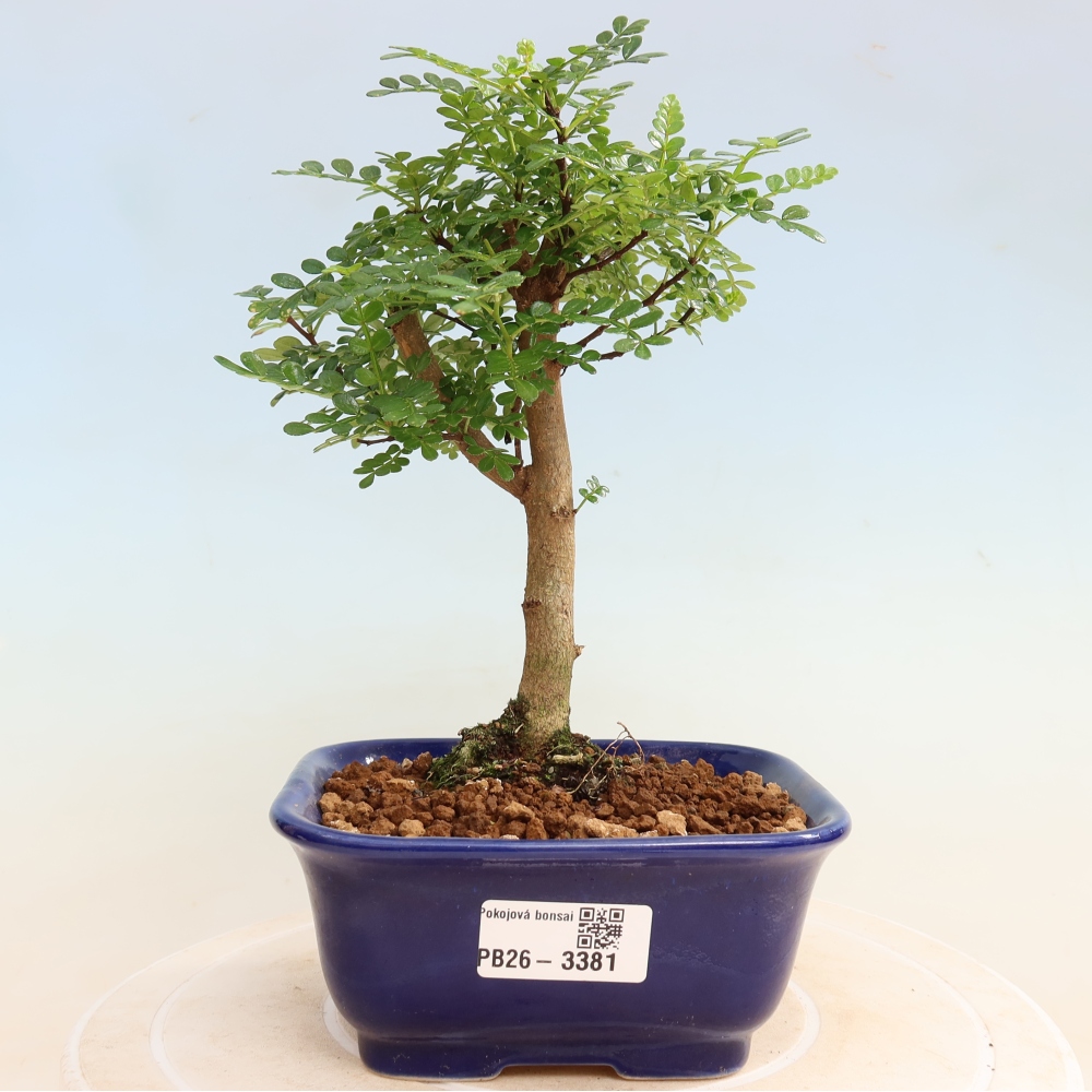 Kamerbonsai - Zantoxylum piperitum - peperboom