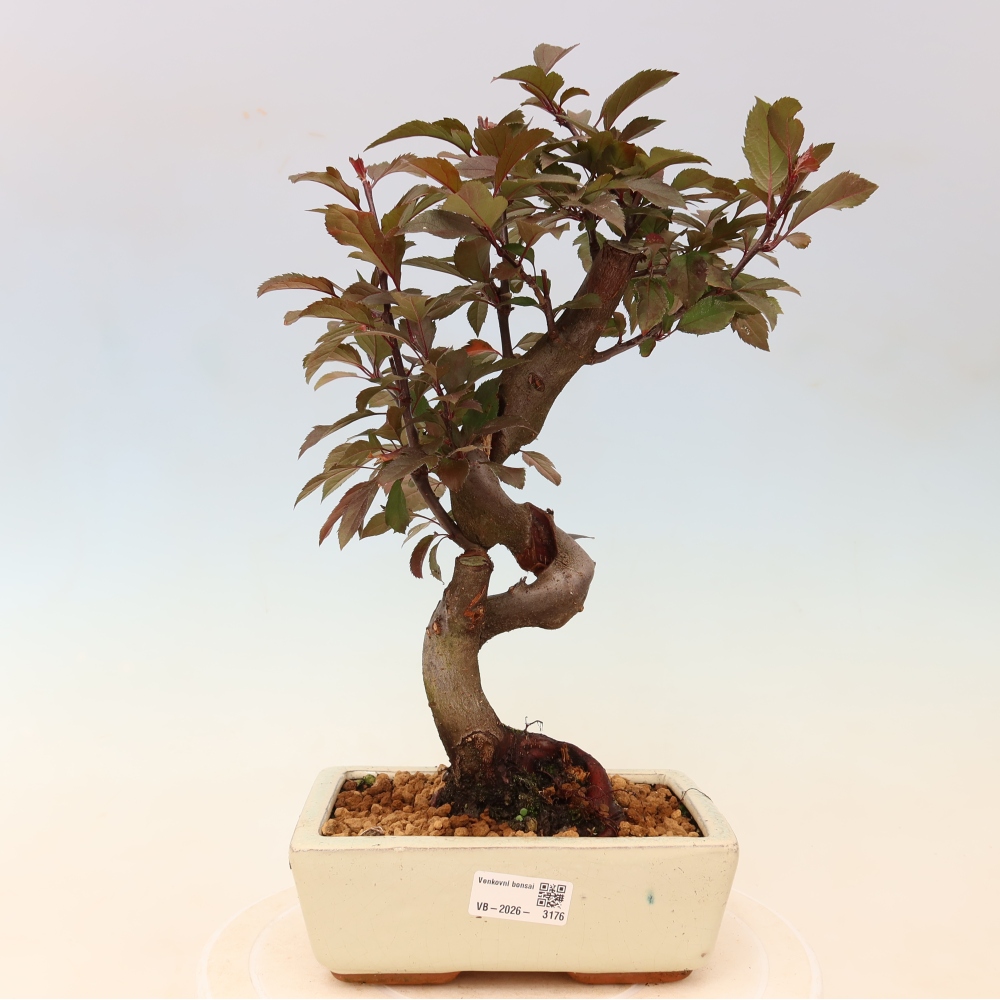 Bonsai voor buiten -Malus domestica - Roodbladige appelboom met kleine vruchten