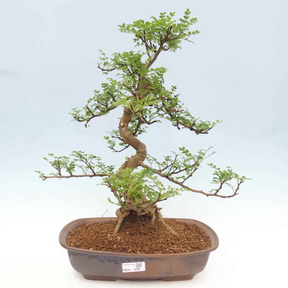 Kamerbonsai - Zantoxylum piperitum - peperboom
