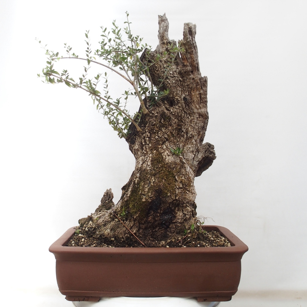Bonsai voor binnen - Olea europaea sylvestris