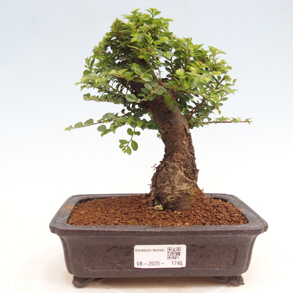 Bonsai voor buiten - Ulmus parvifolia Hokkaido - Chinese iep