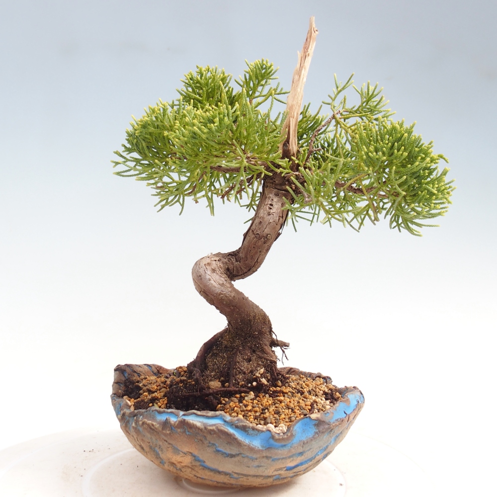 Bonsai voor buiten - Juniperus chinensis Kishu