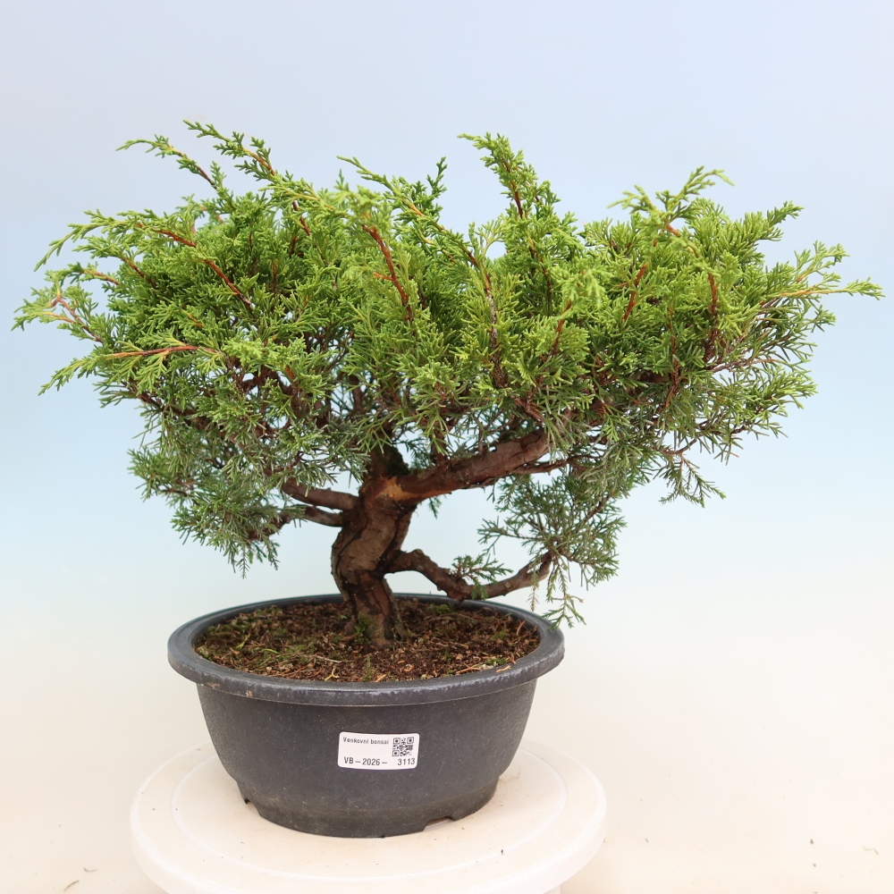 Bonsai voor buiten - Juniperus chinensis Itoigawa-Juniperus chinensis
