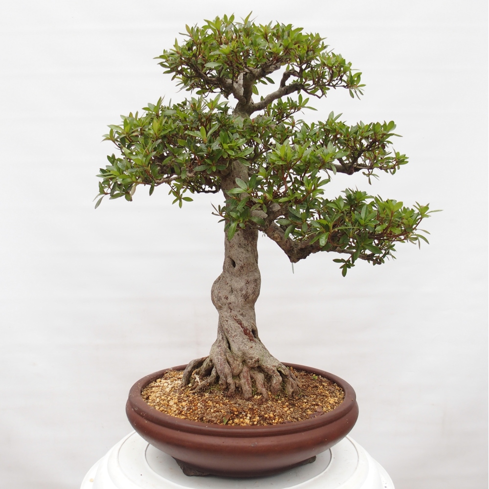 Bonsai voor buiten - Japanse Azalea - Azalea Osakazumi
