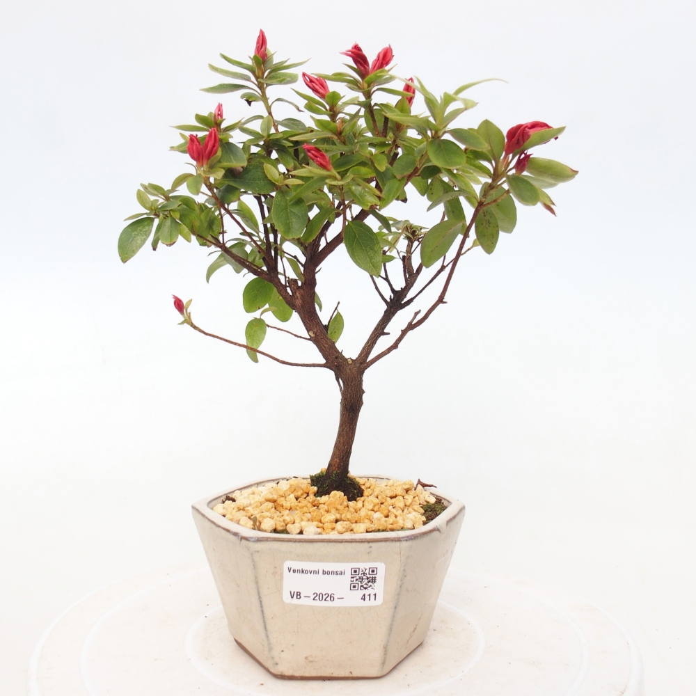 Bonsai voor buiten - Japanse azalea - Azalea sp.