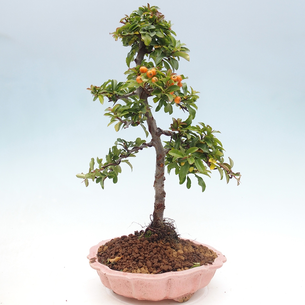 Bonsai-Pyracantha Teton voor buiten -Hlox