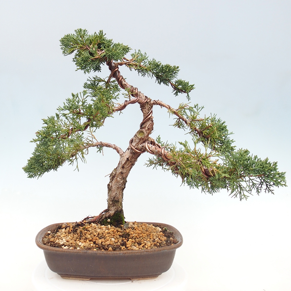 Bonsai voor buiten - Juniperus chinensis Kishu