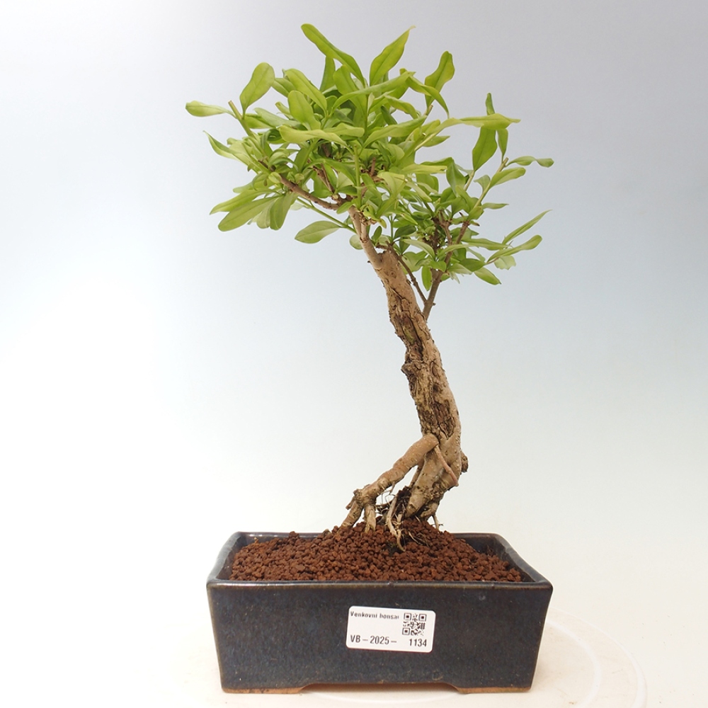 Bonsai voor buiten - Prunus spinosa