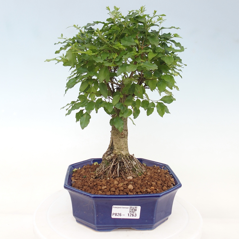 Kamerbonsai -Ligustrum chinensis - Vogelsnavel