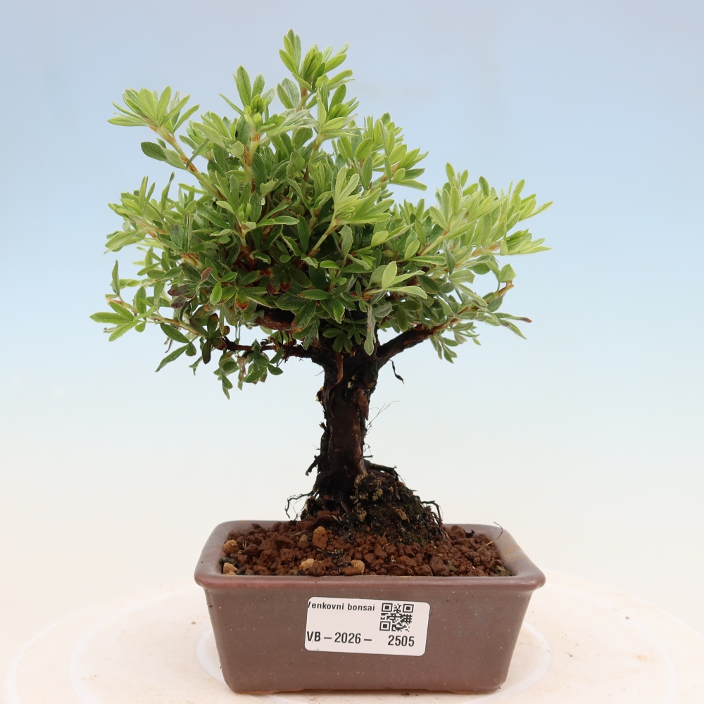 Bonsai voor buiten - Potentila fruticosa