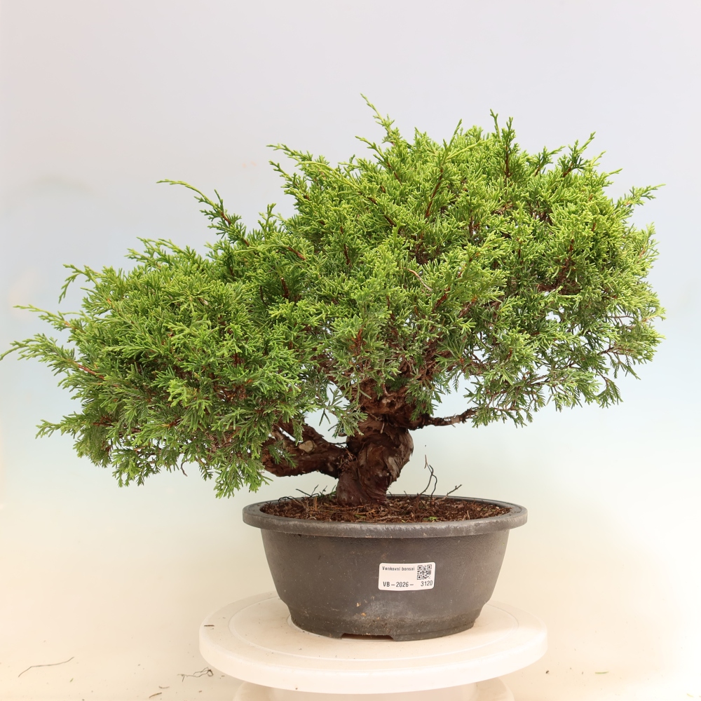 Bonsai voor buiten - Juniperus chinensis Itoigawa-Juniperus chinensis