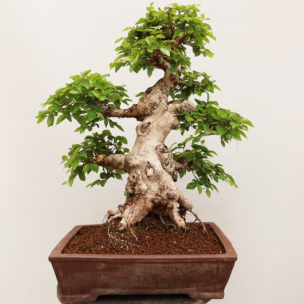 Bonsai voor buiten -Carpinus Coreana - Koreaanse haagbeuk