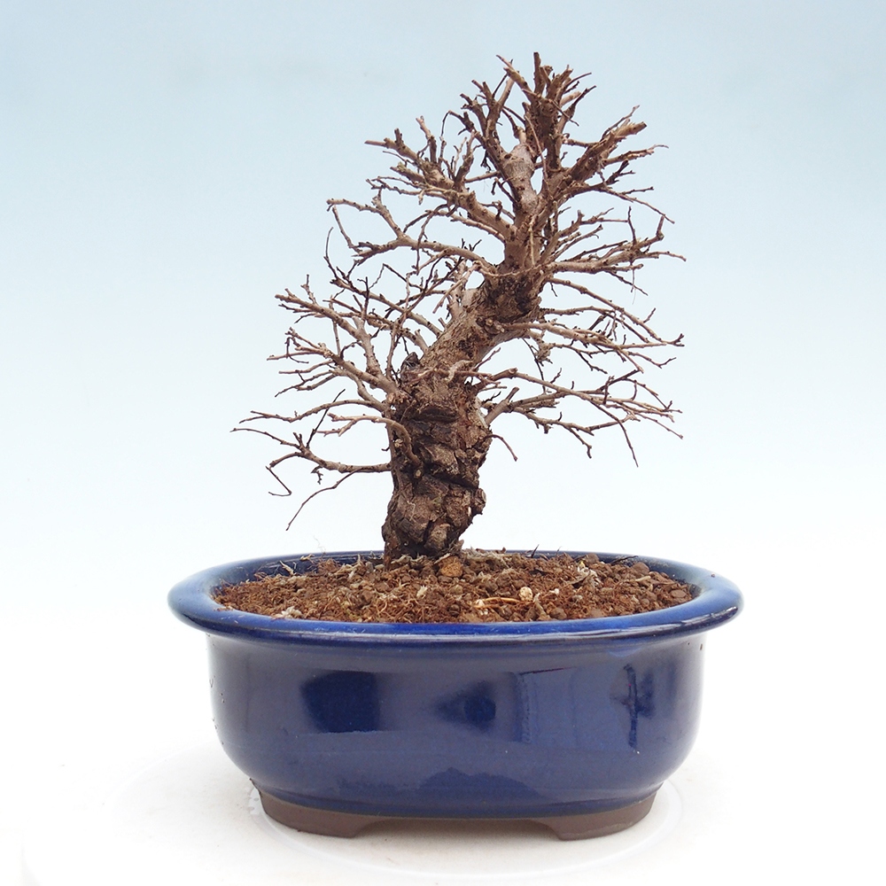 Bonsai voor buiten - Zelkova - Zelkova NIRE
