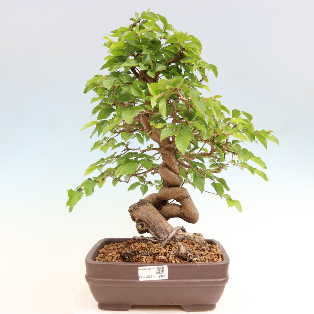 Bonsai voor buiten -Carpinus Coreana - Koreaanse haagbeuk