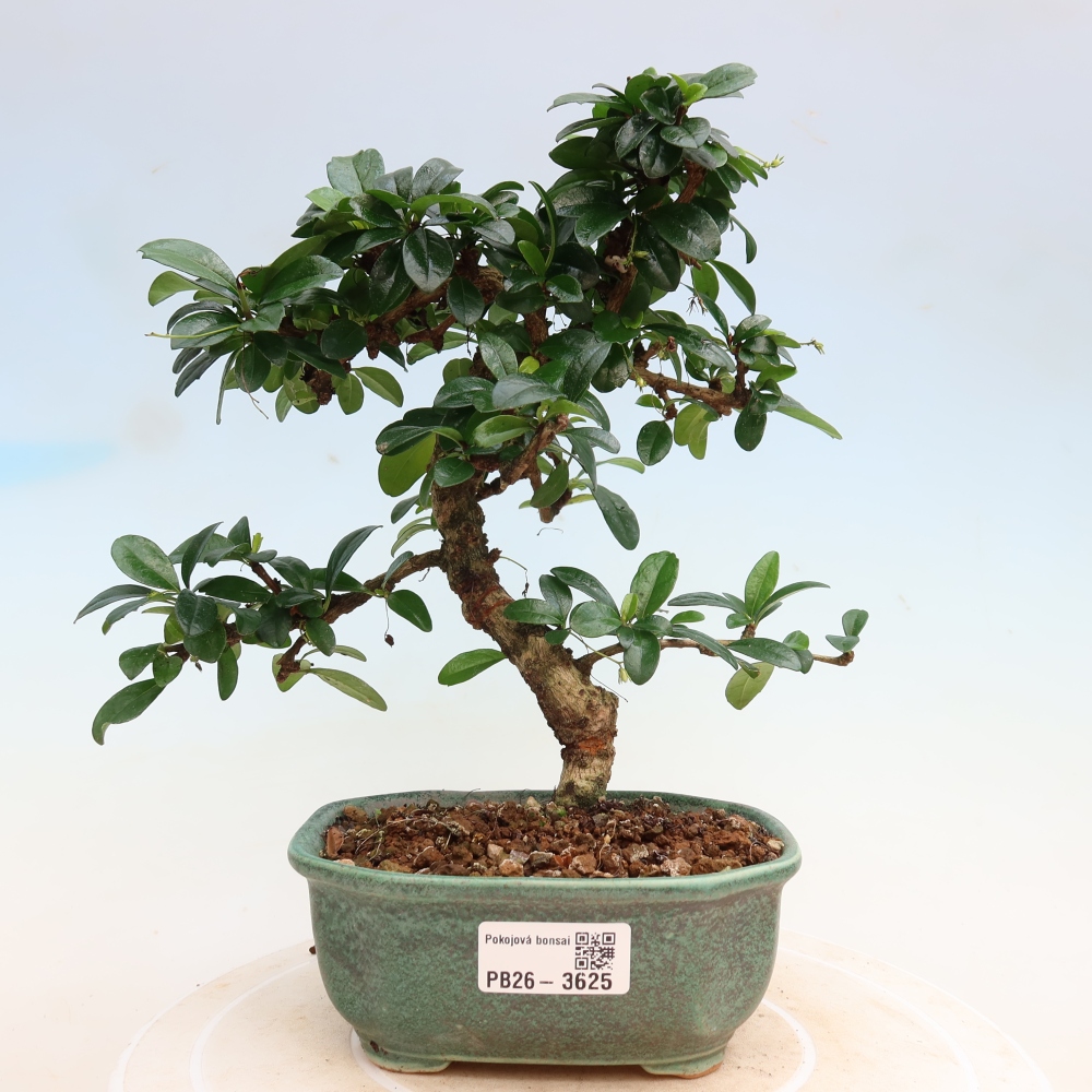Kamerbonsai - Carmona macrophylla - Thee fuki