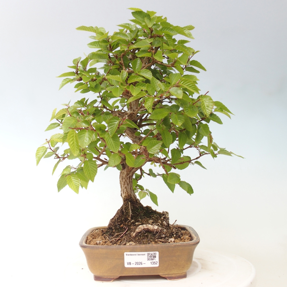 Bonsai voor buiten -Carpinus CARPINOIDES - Koreaanse haagbeuk
