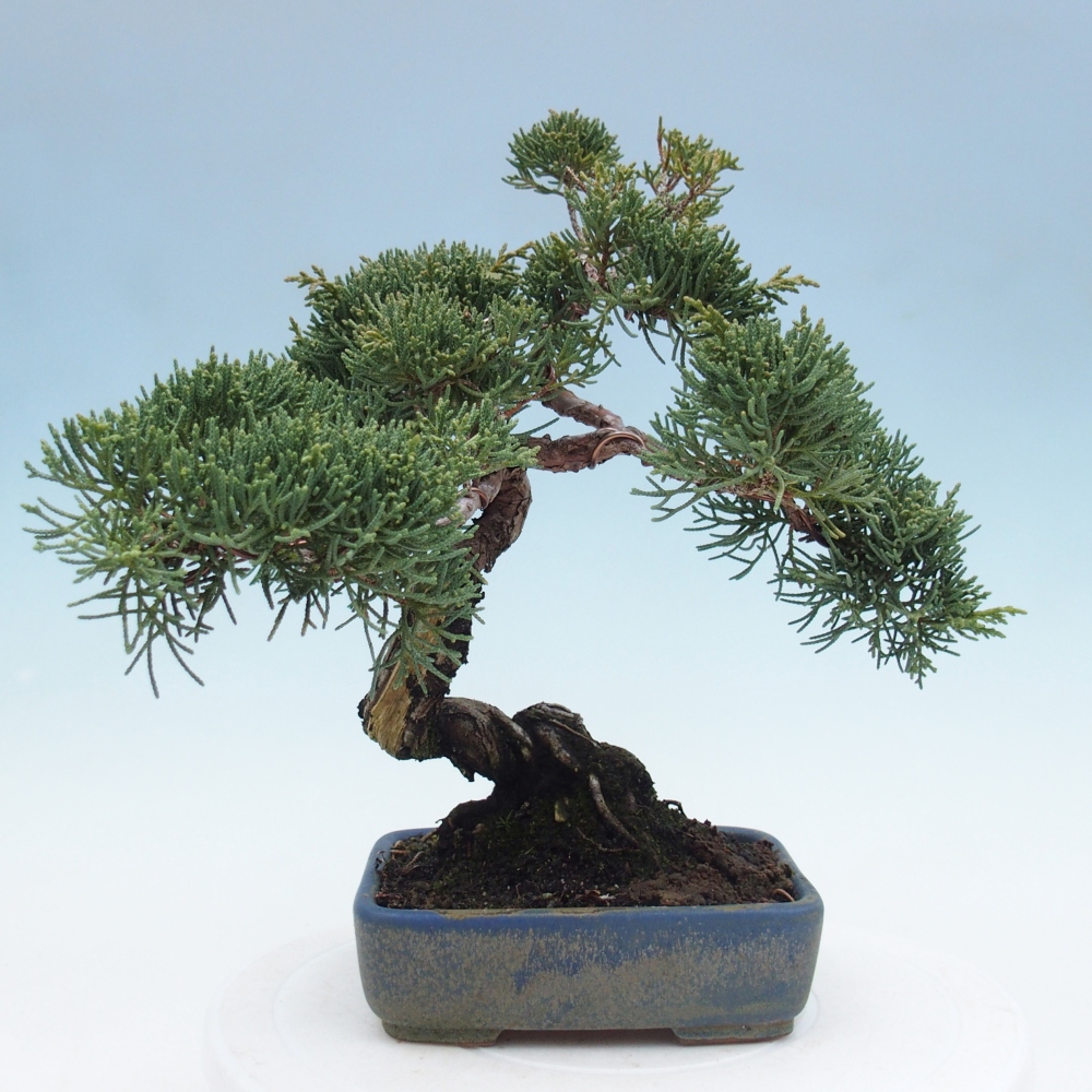 Bonsai voor buiten - Juniperus chinensis Kishu