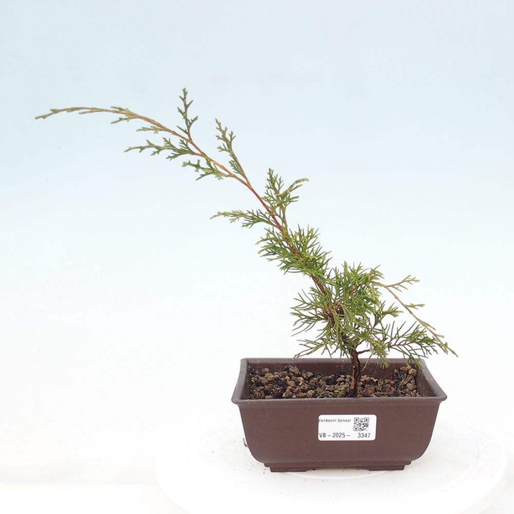Bonsai voor buiten - Juniperus chinensis Itoigawa