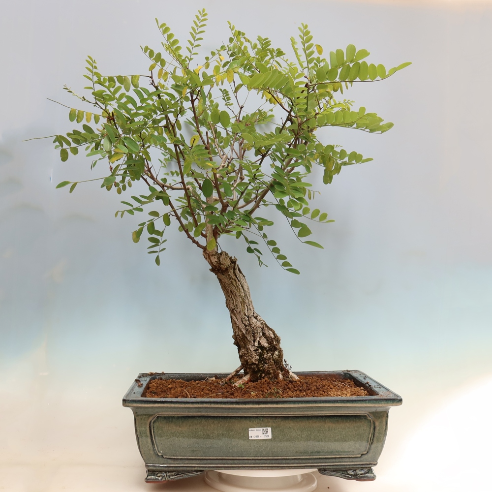 Bonsai voor buiten - Doornacacia - Robinia pseudoacacia