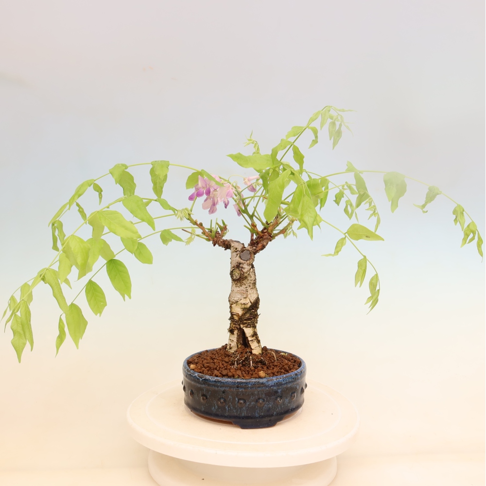 Bonsai voor buiten - Wisteria floribunda
