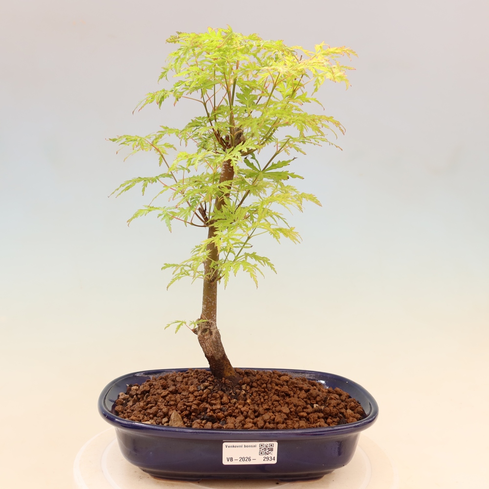 Bonsai voor buiten - Acer palmatum Dissectum