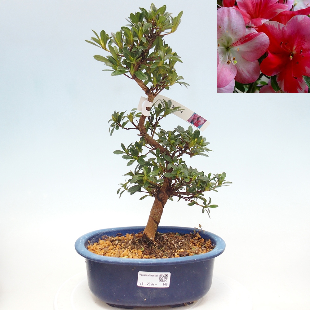 Bonsai voor buiten - Japanse Azalea - Azalea Santoka