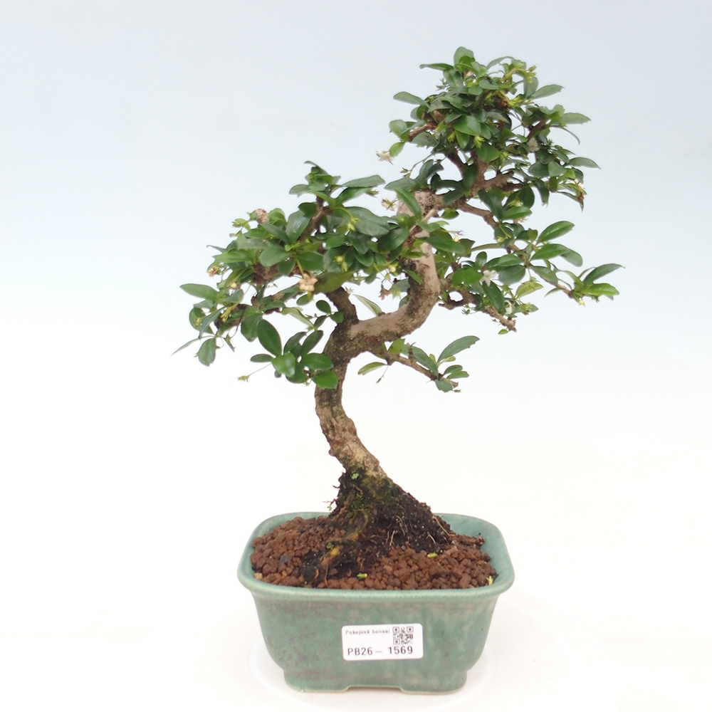 Kamerbonsai - Carmona macrophylla - Thee fuki