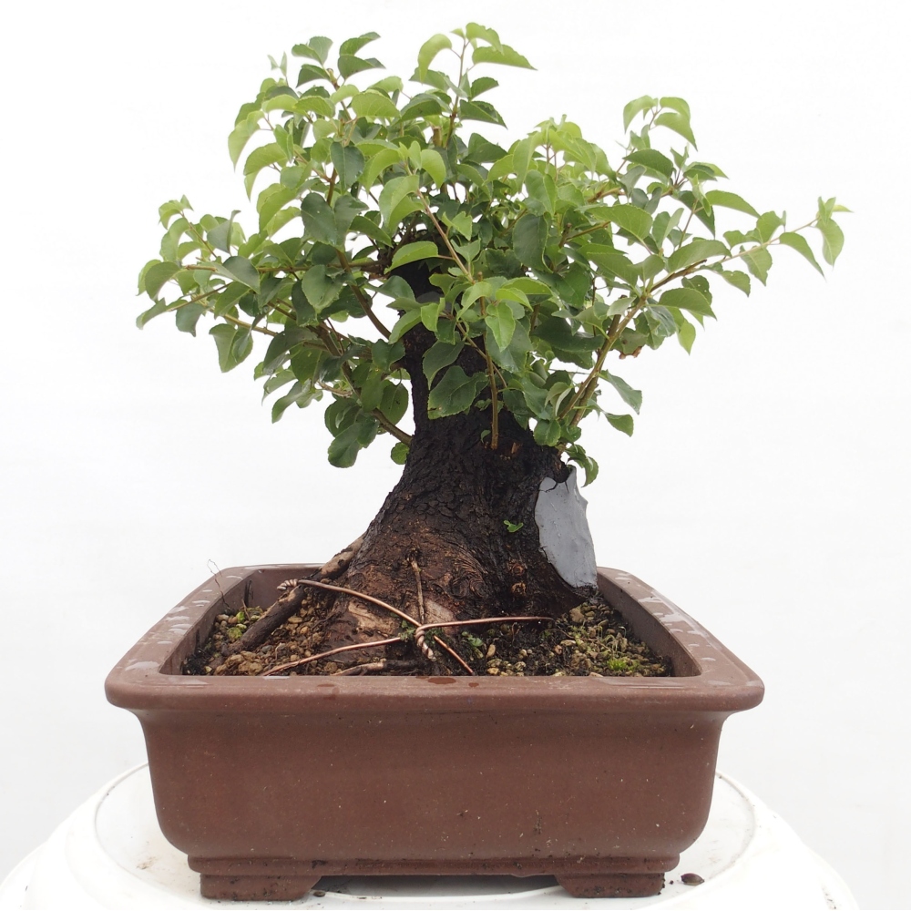Bonsai voor buiten - Mahalebka - Prunus mahaleb