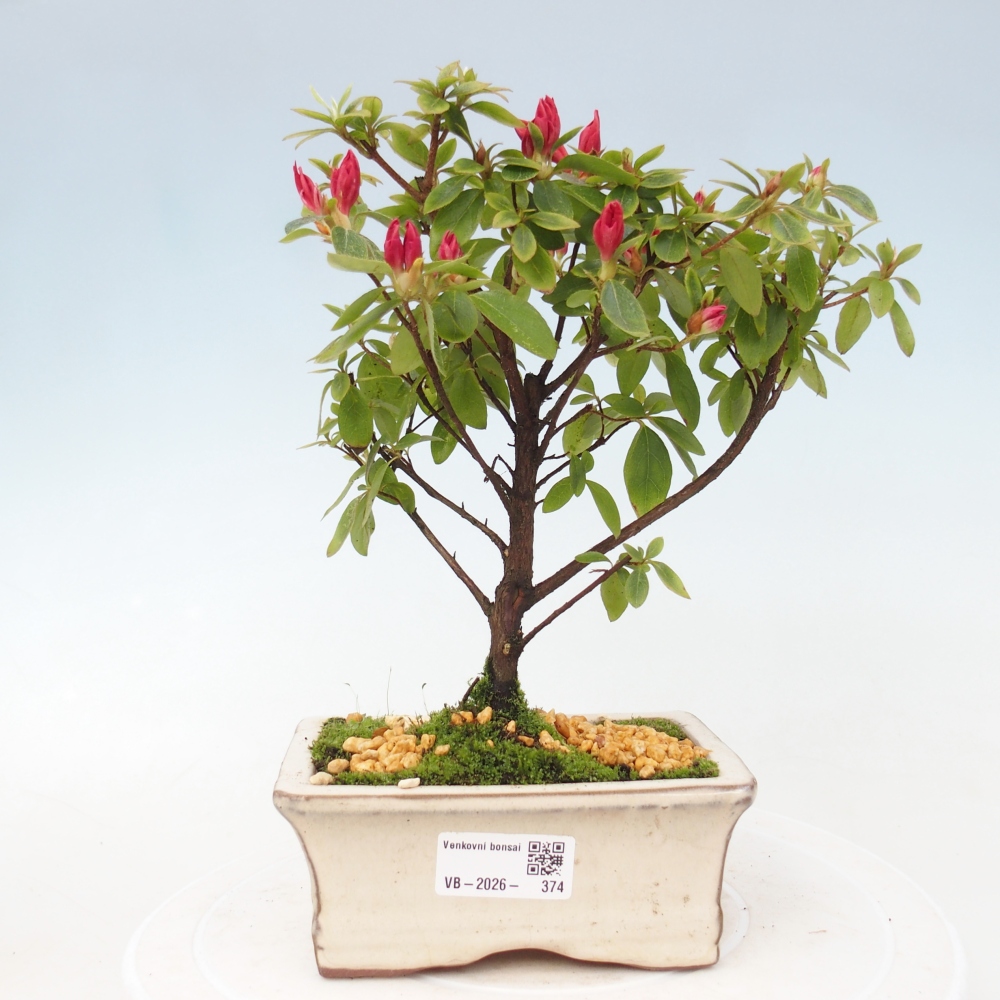 Bonsai voor buiten - Japanse azalea - Azalea sp.