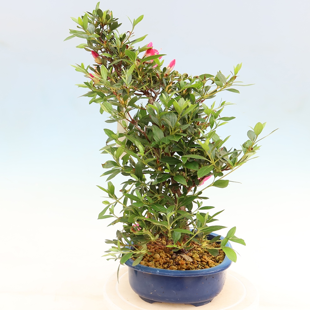 Bonsai voor buiten - Japanse Azalea - Azalea Yoko